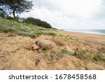 A female Loggerhead Turtle laying her eggs above the high tide level as tourists walk past her at Mon Repos beach in Australia.