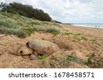 A female Loggerhead Turtle laying her eggs above the high tide level as tourists walk past without seeing her at Mon Repos beach in Australia.