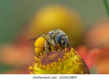 Female Long-horned Bee, Melissodes Species, On Sneezeweed Flowers