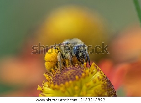 Female Long-horned Bee, Melissodes species, on Sneezeweed flowers