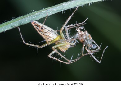 487 Female spider eating male Images, Stock Photos & Vectors | Shutterstock