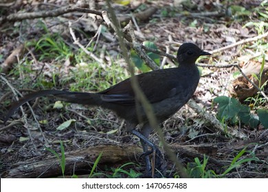 Female Lyrebird Great North Walk Nsw Stock Photo 1470657488 