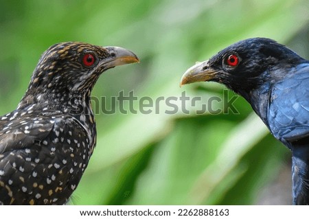 Female and Male Asian Koel or Cuckoo. The Brown and Spotted Indian Cuckow. Beautiful Cuckoo Birds. Close Up Birds. 