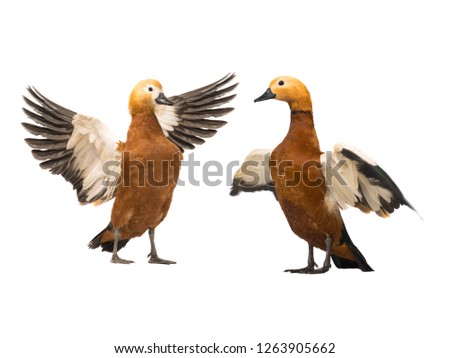  female and male Beautiful bright red duck (Ogar) isolated on white background (In Slavic mythology and Buddhism, this bird was considered sacred)