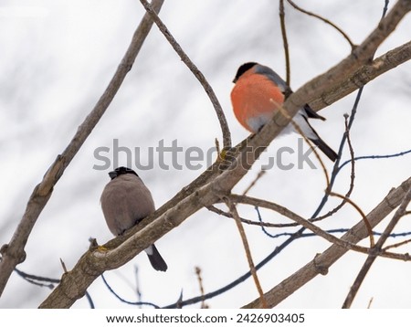 Female and male bullfinch sitting on branch in winter weather. Two cute bullfinch birds in wildlife nature. Pare of bullfinch on tree branch