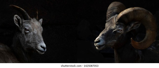 Female And Male Canadian Big Horn Sheep Lowkey