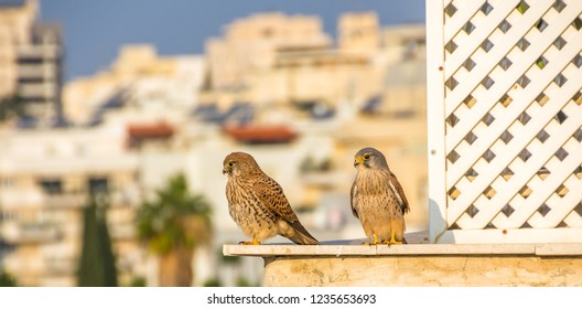 Falco Stock Photos Images Photography Shutterstock