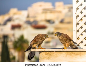 Female and male common kestrel (Falco tinnunculus),  aka European kestrel, Eurasian kestrel, or Old World kestrel,  bird of prey belonging to the falcon family an urban environment. 
 - Powered by Shutterstock