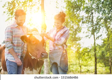 Female And Male Farmer Petting Cow In Farm With Yellow Lens Flare In Background