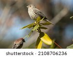 Female and male house finches, Carpodacus mexicanus, in a shrub at the Nathan Hale State Forest in Coventry, Connecticut.