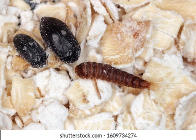 Female, Male And Larva Of Attagenus Pellio The Fur Beetle Or Carpet Beetle From The Family Dermestidae A Skin Beetles.  On Oat Flakes.