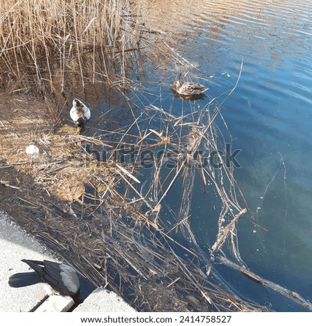 Female and male mallard ducks and black crow bird in water channel in Petrzalka called Chorvatske rameno in Bratislava Slovakia 