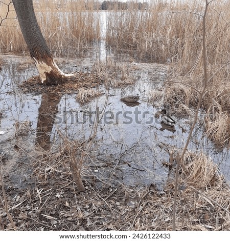 Female and male mallard ducks in water channel in Petrzalka called Chorvatske rameno in Bratislava city Slovakia Europe latin name Anas platyrhynchos