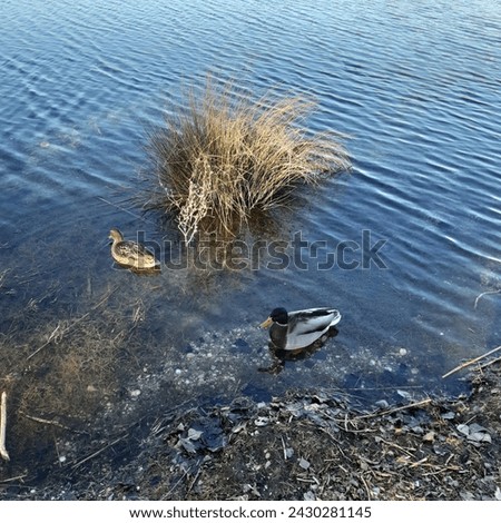 Female and male mallard ducks in water channel in Petrzalka called Drazdiak lake in Bratislava city Slovakia Europe latin name Anas platyrhynchos