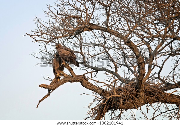 Female Male Nesting Brown Snake Eagles Royalty Free Stock Image