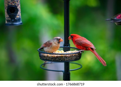 A Female And Male Northern Cardinal Feeding