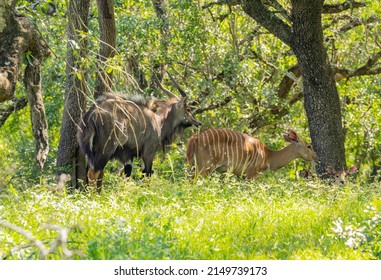 Female and Male Nyala Antelope in Hluhluwe National Park Nature Reserve South Africa