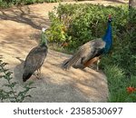 Female and male Peacock bird, pavo cristatus in zoological garden of rabat Morocco.