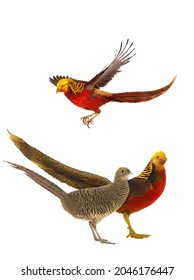 female and male pheasant gold iisolated on a white background