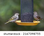 Female and male Pine Siskins on a bird feeder, Quebec, Canada.