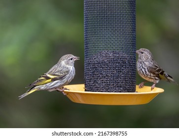 Female and male Pine Siskins on a bird feeder, Quebec, Canada.