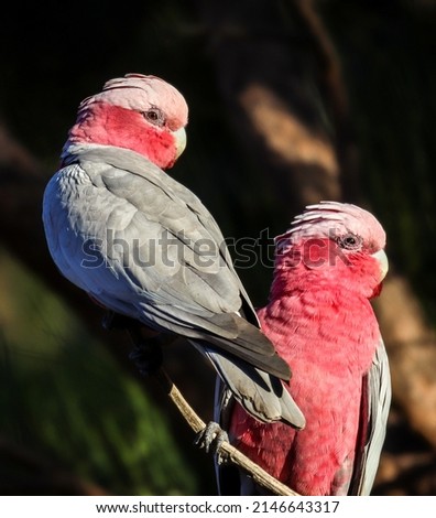 Female and male pink and grey galahs 