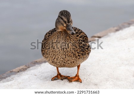 A female mallard - Anas platyrhynchos - looking at camera on the stone snowy parapet in a spring day