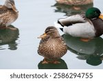 Female mallard (Anas platyrhynchos) portrait, the duck is standing on ice submerged in meltwater near Stockholm