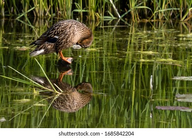 Female Mallard (Anas Platyrhynchos) Standing On A Log And Reflecting In The Water Of A Pond In Riverside Country Park (Kent, UK)