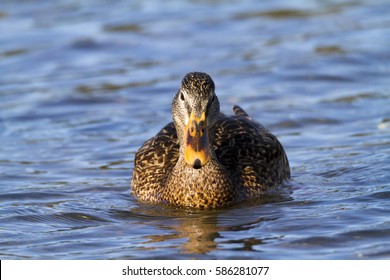 Female Mallard Duck