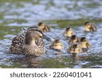 A female mallard duck (Anas platyrhynchos) with a group of cute ducklings swimming in the river, in the Water of Leith, Dunedin, New Zealand