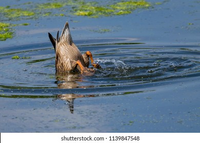 Female Mallard Duck (Anas Platyrhynchos), Male, Head Under Water Feeding With Webbed Feet Splashing To Provide Stability