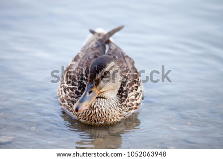 female mallard duck ( anas platyrhynchos )  swimming