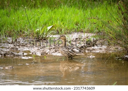 Female mallard duck (Anas platyrhynchos - diazi). Mallard duck next to a pond or swamp. water bird idea concept. Horizontal photo. No people, nobody. Animal. Natural area. outdoor.