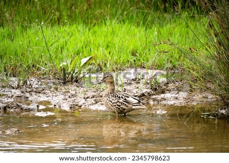 Female mallard duck (Anas platyrhynchos - diazi). Mallard duck next to a pond or swamp. Water bird idea concept. Horizontal photo. No people, nobody. Animal. Natural area. outdoor. Reflection.