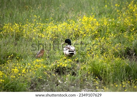 Female mallard duck (Anas platyrhynchos - diazi). Mallard duck next to a pond or swamp. Water bird idea concept. Horizontal photo. No people, nobody. Animal. Natural area. outdoor. 