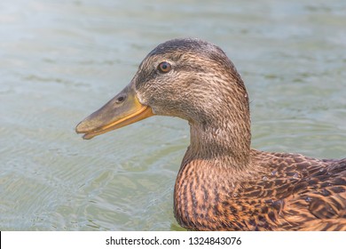 Female Mallard Duck Close Up. 