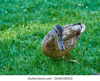 A female Mallard duck with detailed mottled brown and tan feathers walks across a vibrant green lawn. Close-up view of the wild bird in a park setting.