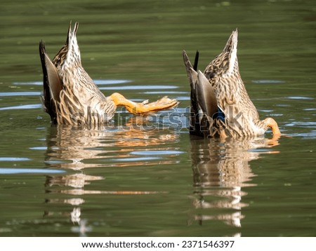 Female Mallard Duck Feeding Upsidedown in a Lake