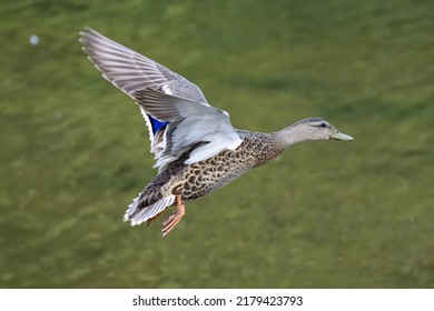 Female Mallard Duck In Flight