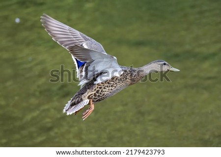 Female Mallard duck in flight