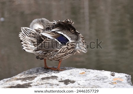 The female Mallard duck grooming herself 