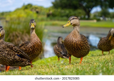 5,319 Hen mallard Images, Stock Photos & Vectors | Shutterstock