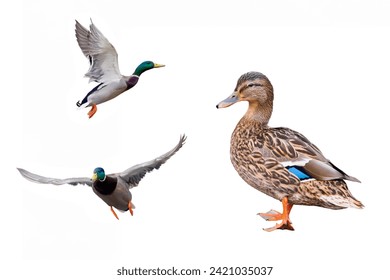 pato mallard hembra aislado