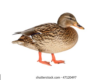 Female Mallard Duck Isolated On White Background.