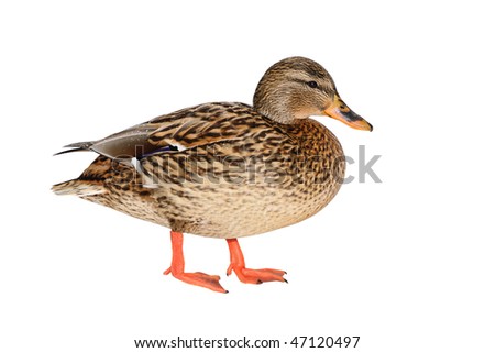 Female Mallard Duck isolated on white background.