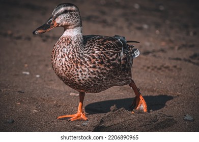 Female Mallard Duck Living Her Life 