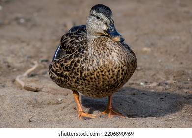 Female Mallard Duck Living Her Life 