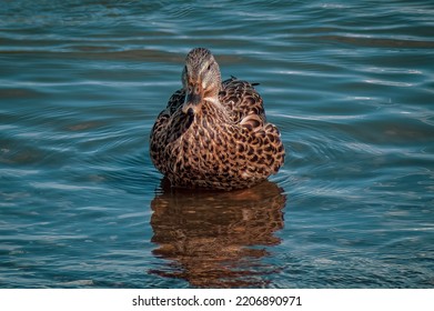 Female Mallard Duck Living Her Life 