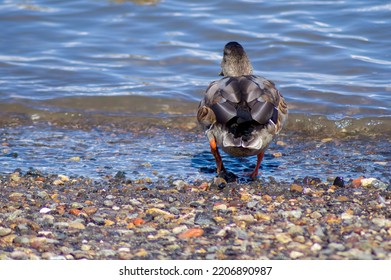 Female Mallard Duck Living Her Life 